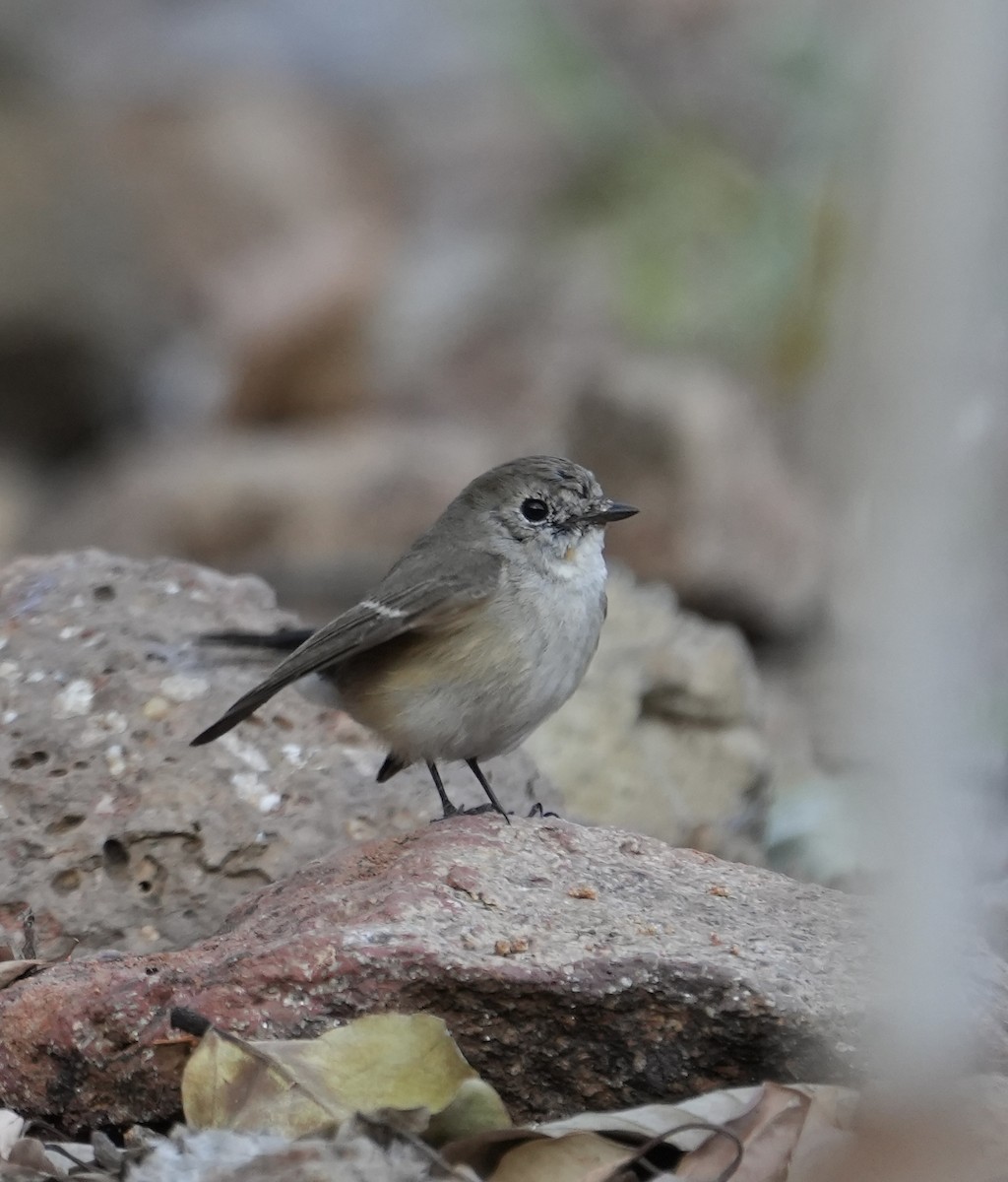 Red-breasted Flycatcher - ML615860349