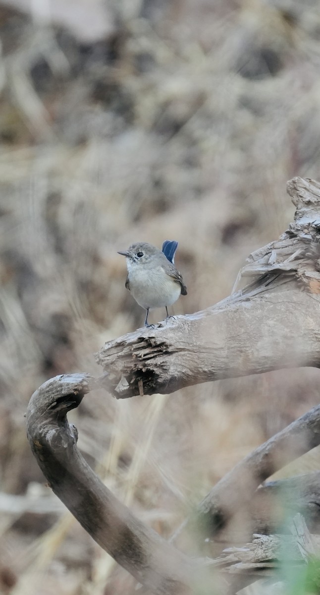 Red-breasted Flycatcher - ML615860350