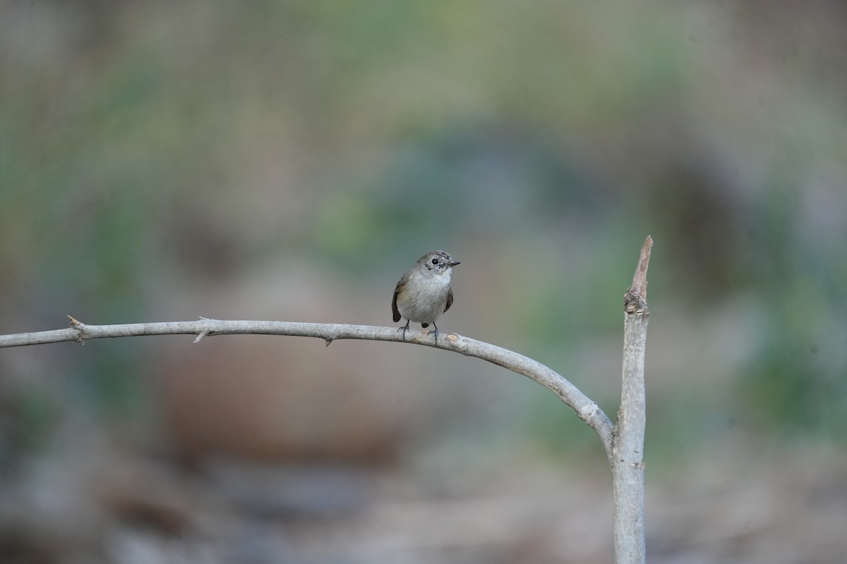 Red-breasted Flycatcher - ML615860351