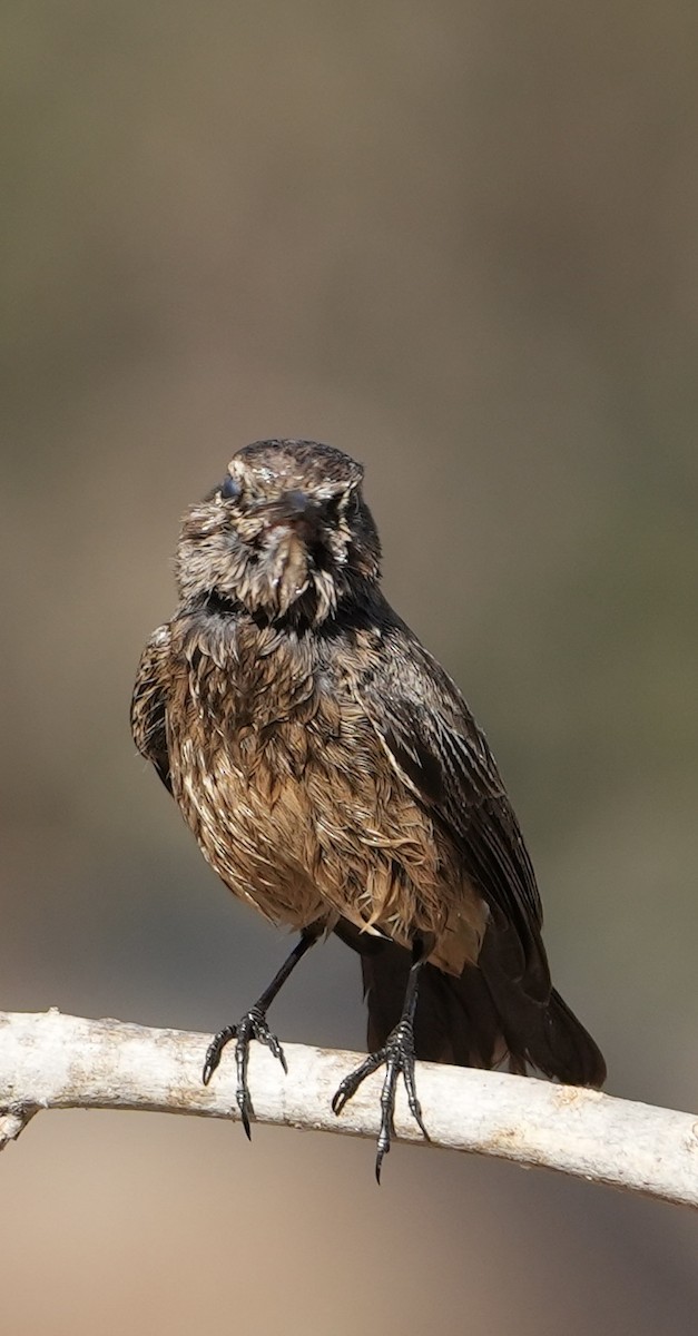 Pied Bushchat - ML615860372