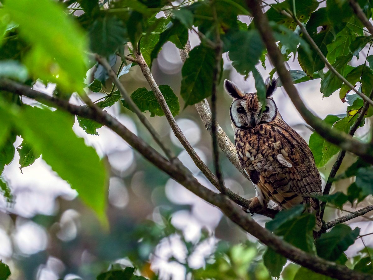 Striped Owl - ML615860396