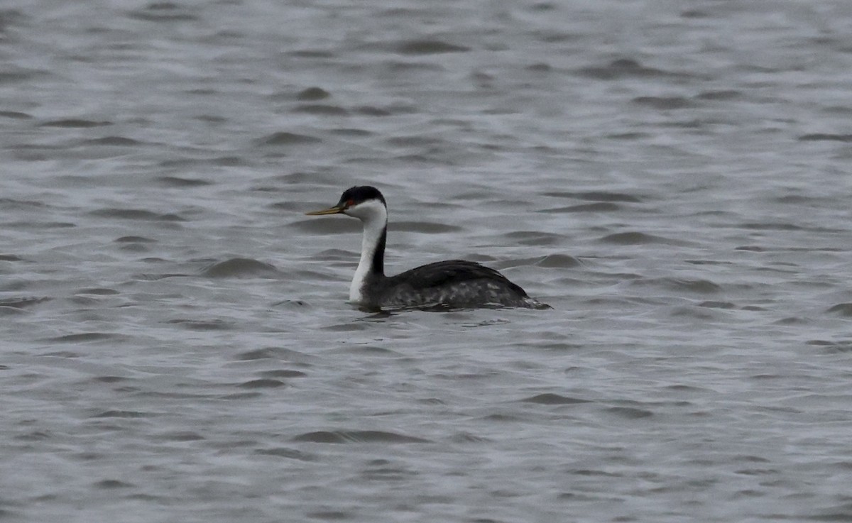 Western Grebe - ML615860540