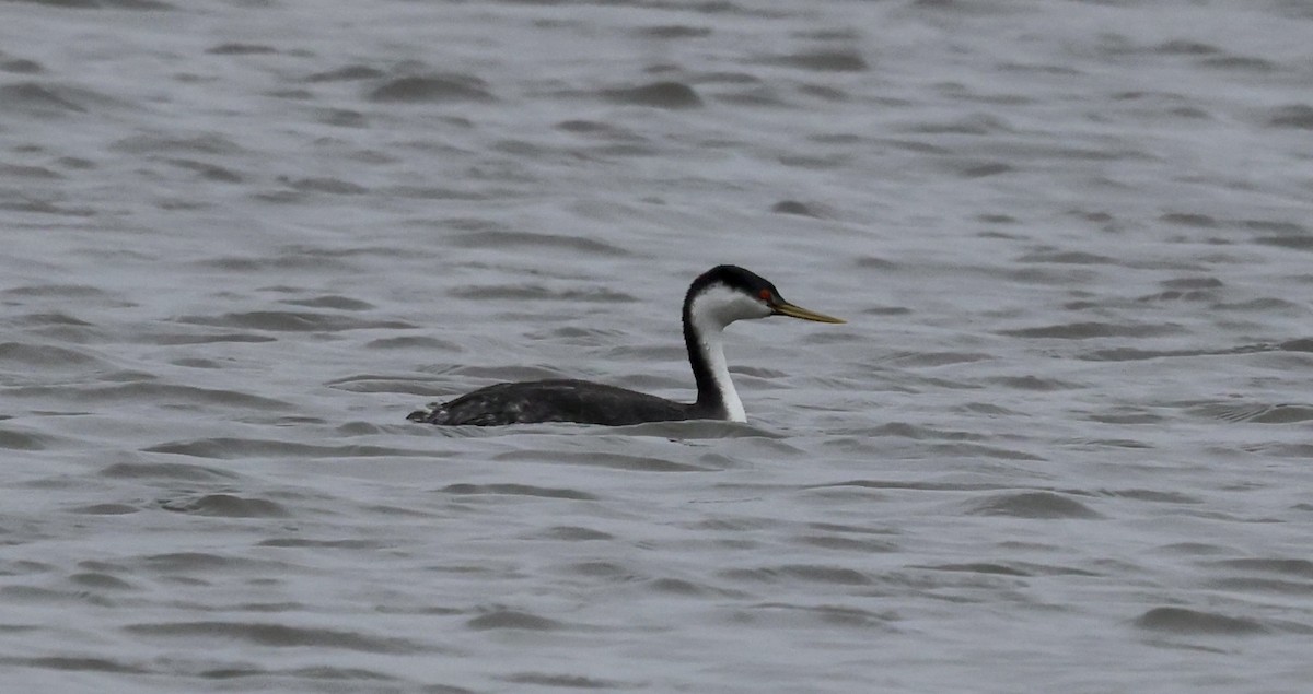 Western Grebe - ML615860541