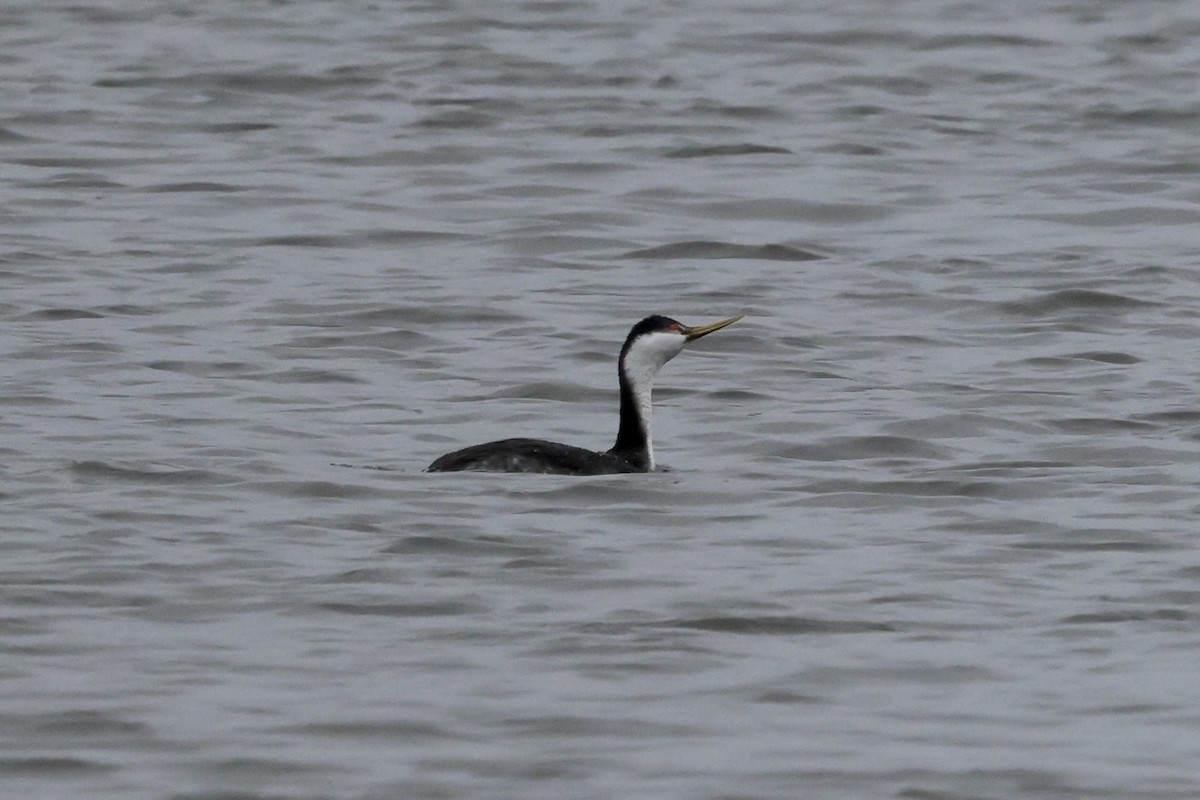 Western Grebe - ML615860542
