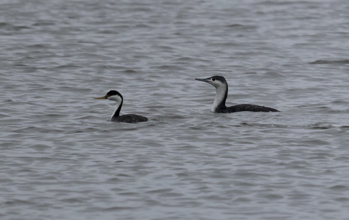 Western Grebe - ML615860543