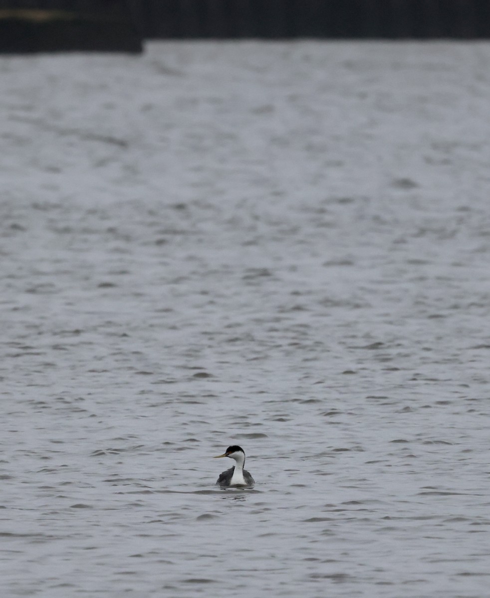 Western Grebe - ML615860544