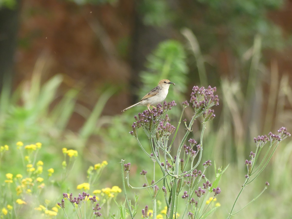 Wailing Cisticola - ML615860580