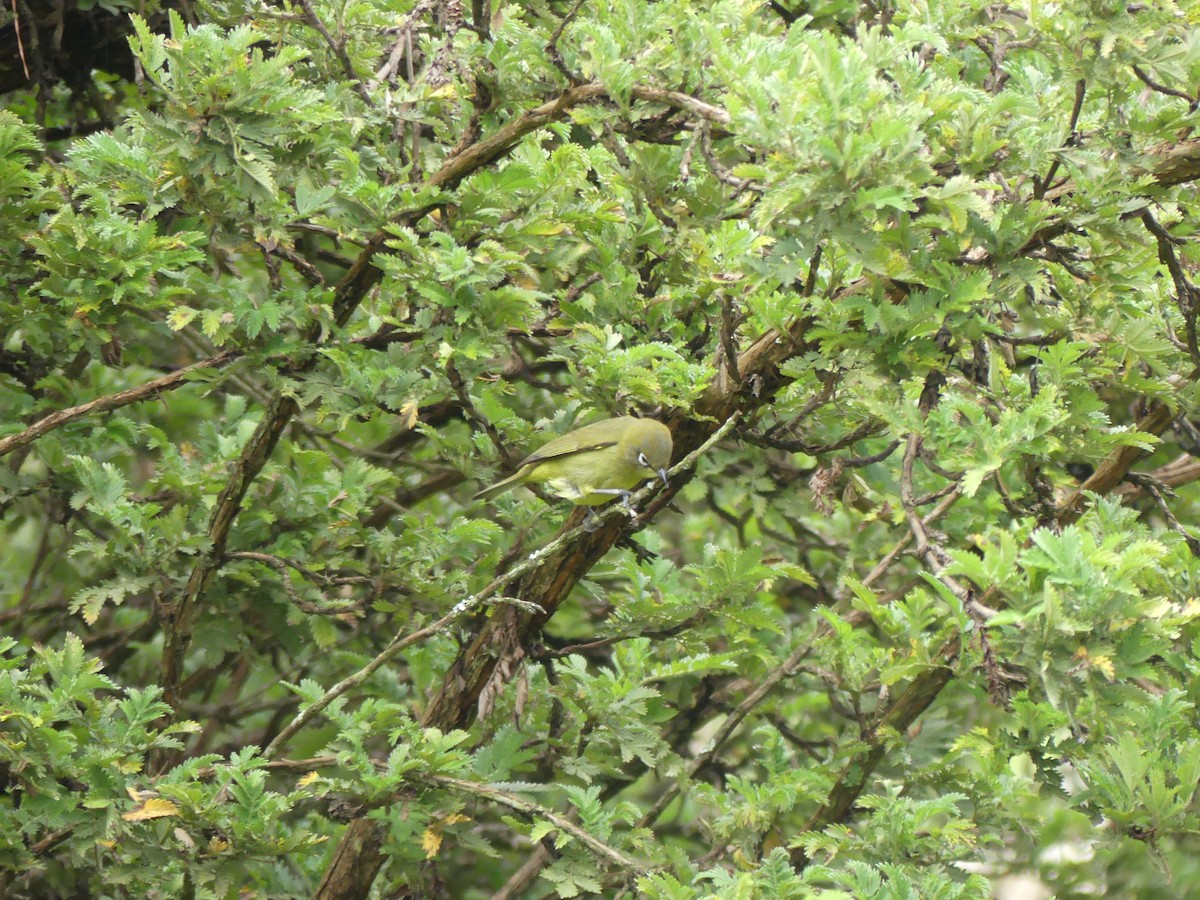 Kapbrillenvogel (capensis) - ML615860600