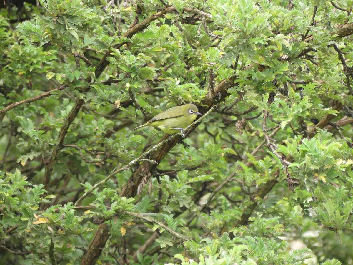 Kapbrillenvogel (capensis) - ML615860601