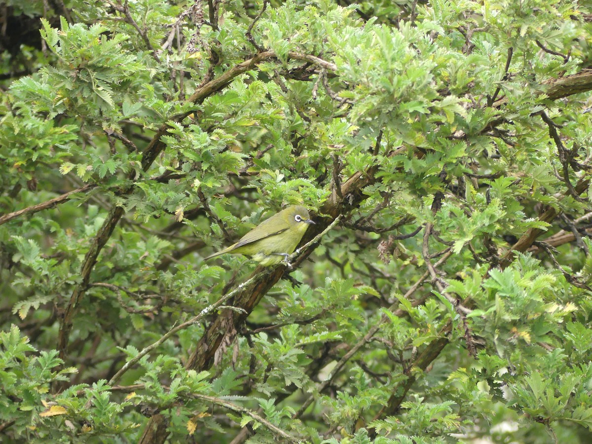 Kapbrillenvogel (capensis) - ML615860602
