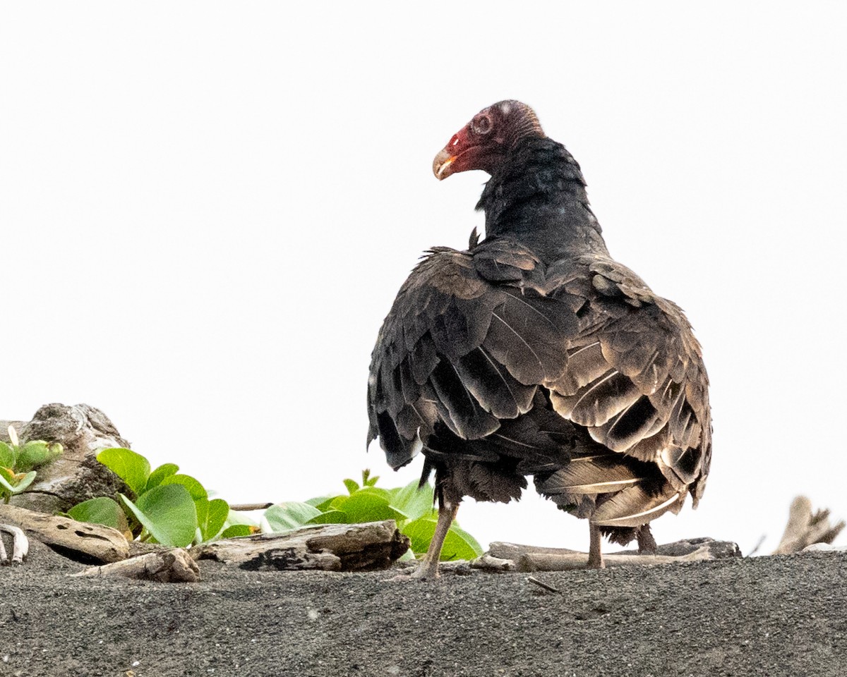 Turkey Vulture - ML615860616