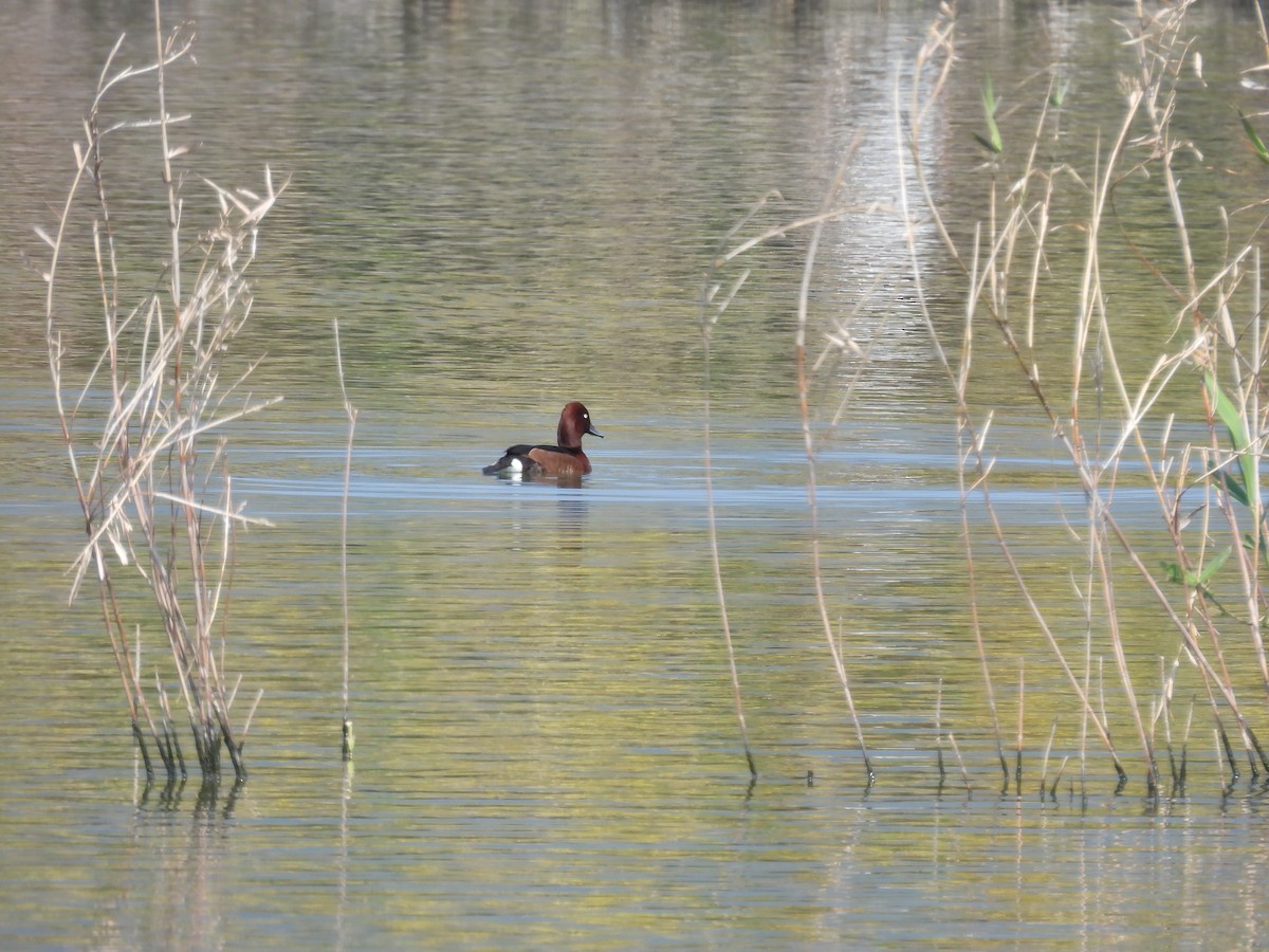 Ferruginous Duck - ML615860617