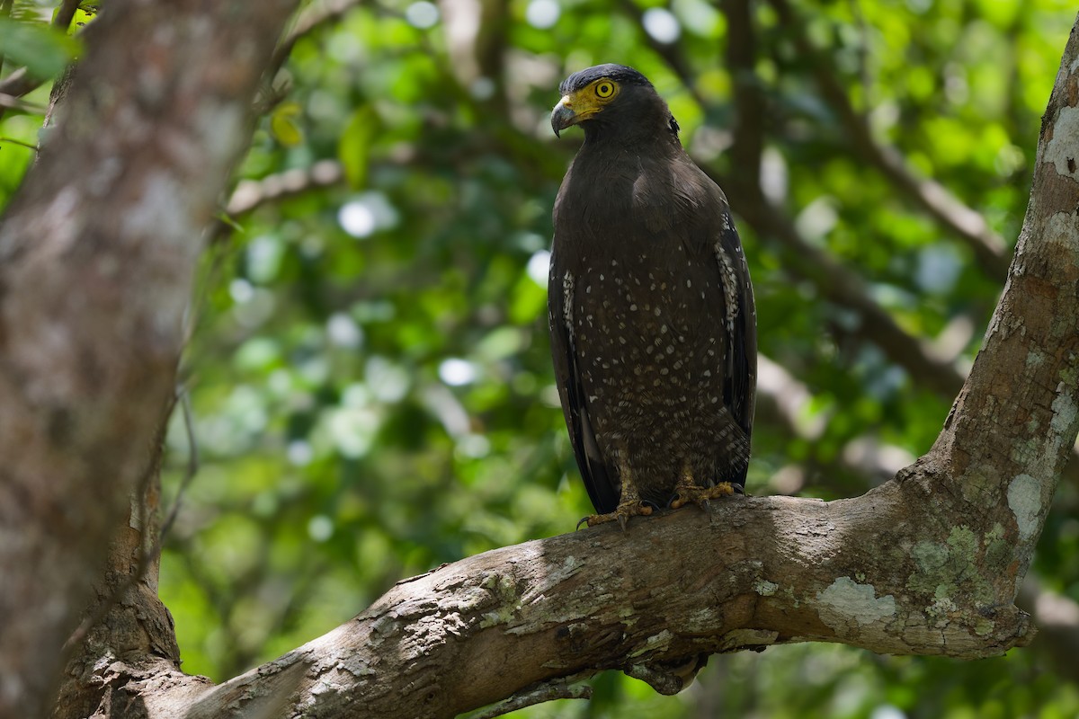 Crested Serpent-Eagle - ML615860650