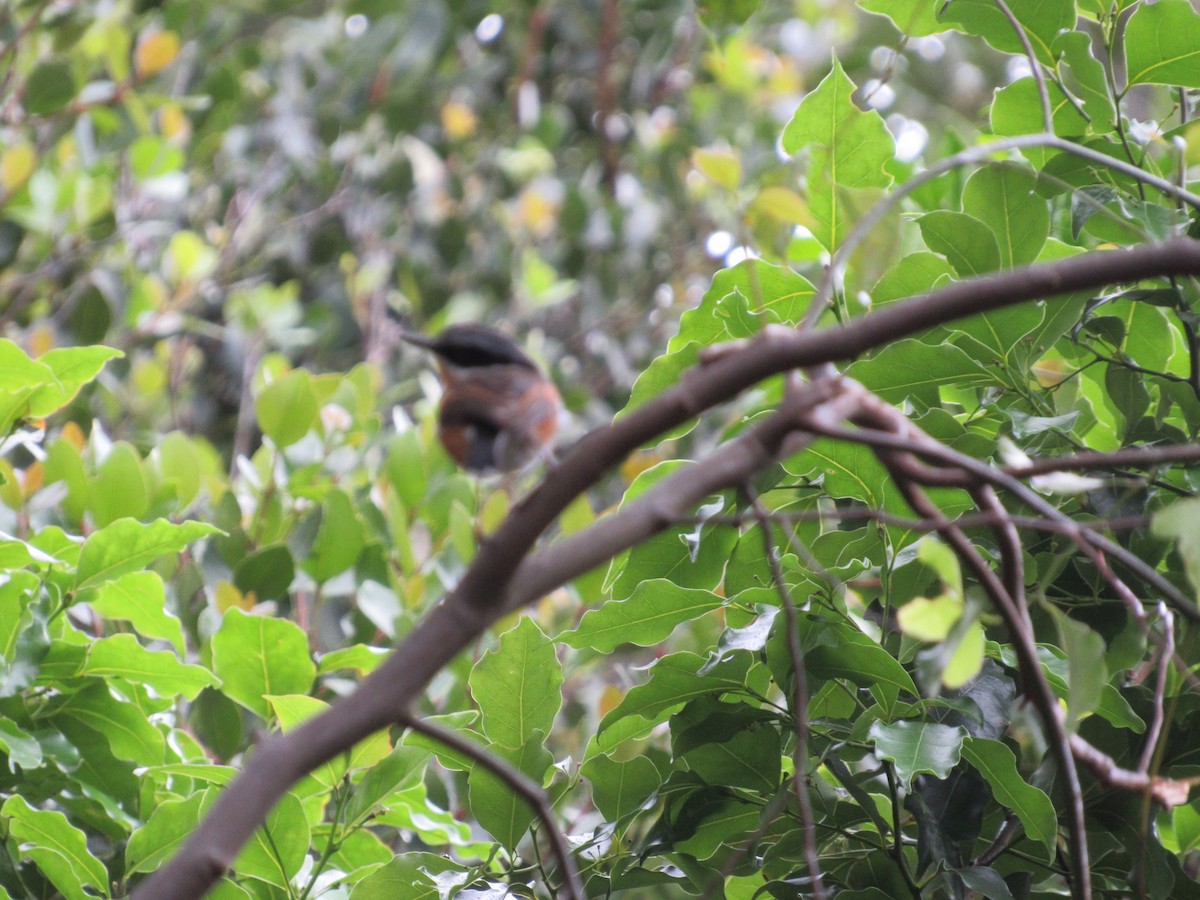 ムナグロセワタビタキ（capensis） - ML615860690