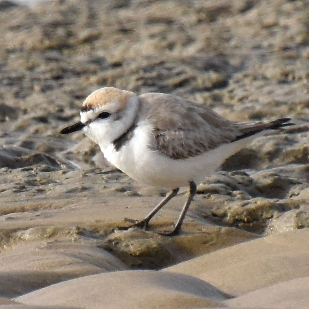 Kentish Plover - Jacek Betleja