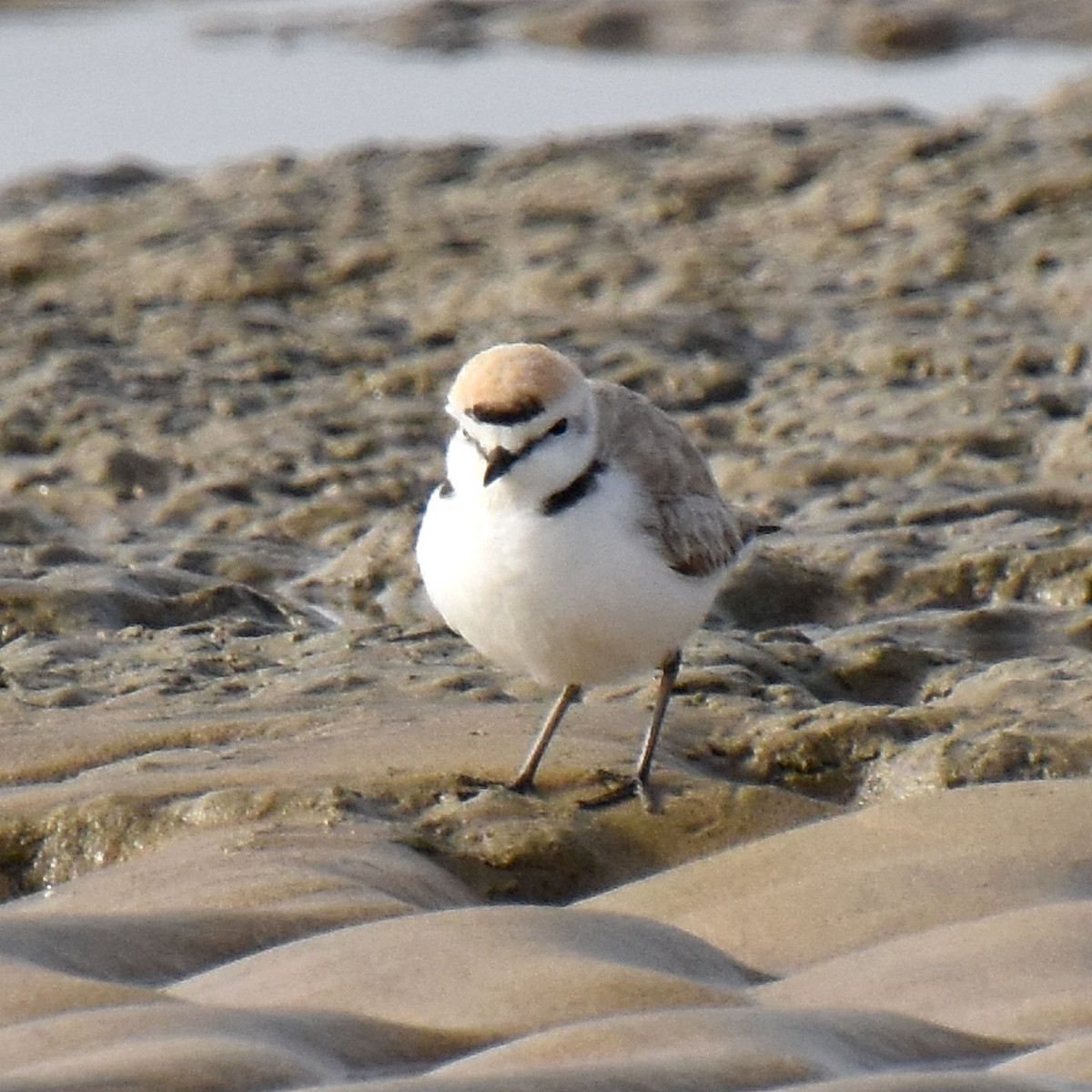 Kentish Plover - ML615860741