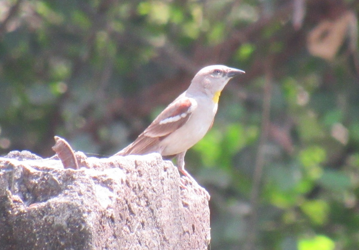 Yellow-throated Sparrow - Kalaimani Ayuthavel