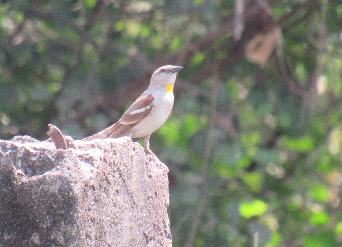 Yellow-throated Sparrow - Kalaimani Ayuthavel