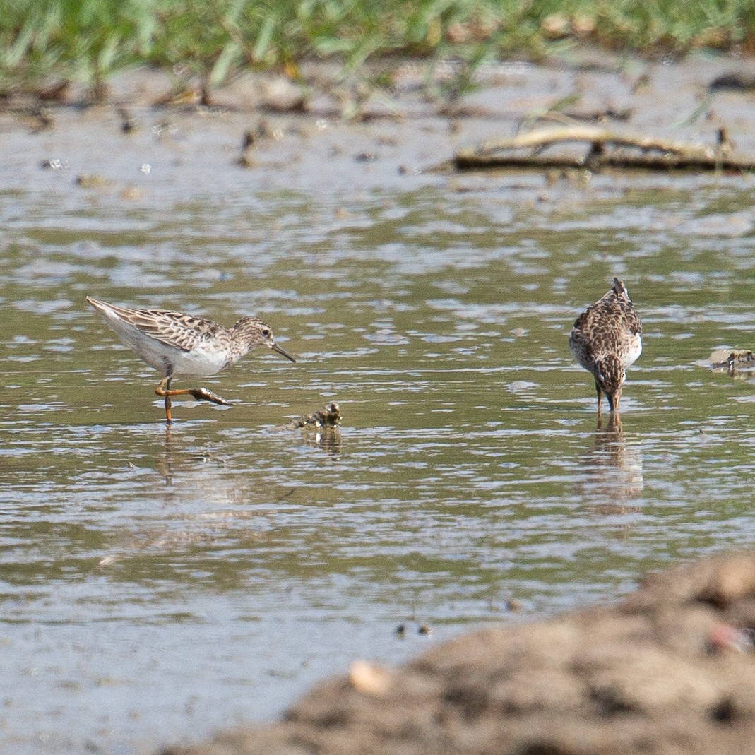 Long-toed Stint - ML615860786