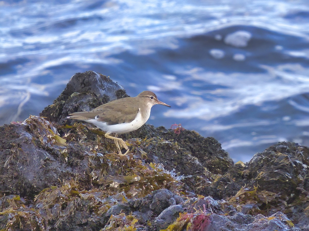 Spotted Sandpiper - ML615860811