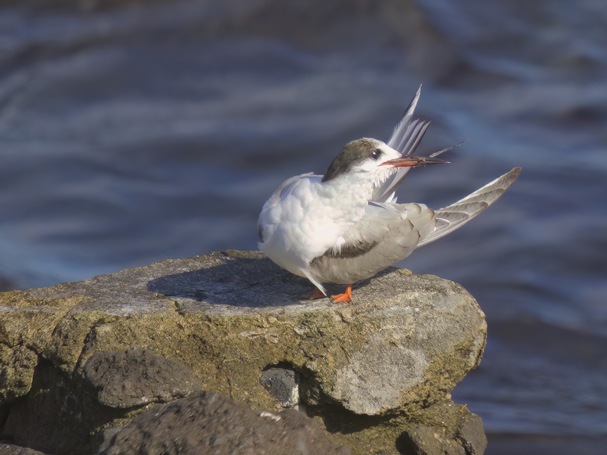 Common Tern - ML615860816