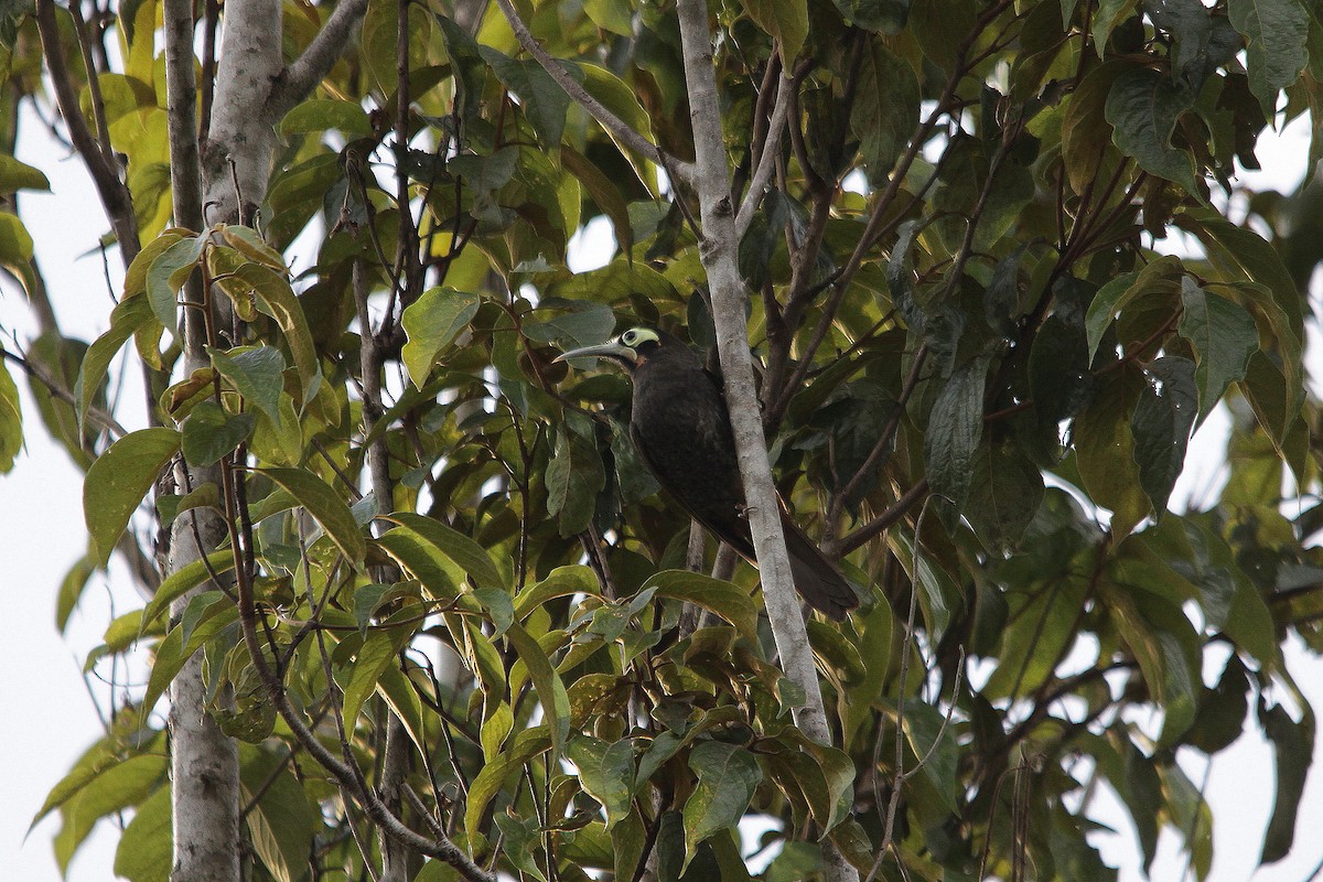 Yellow-browed Melidectes - ML615860826