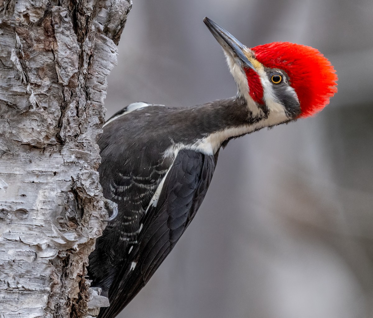 Pileated Woodpecker - ML615860830