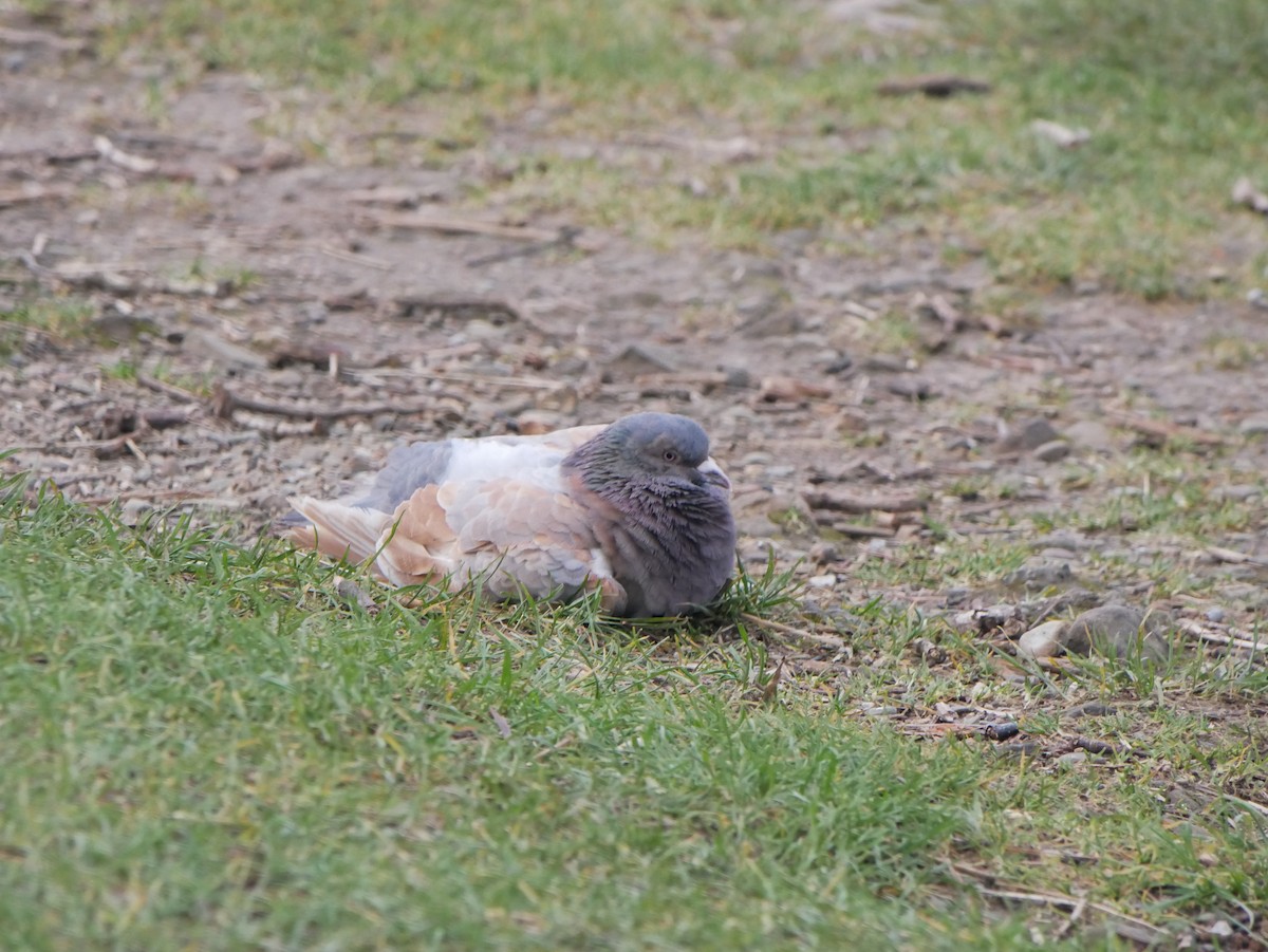 Rock Pigeon (Feral Pigeon) - ML615860861