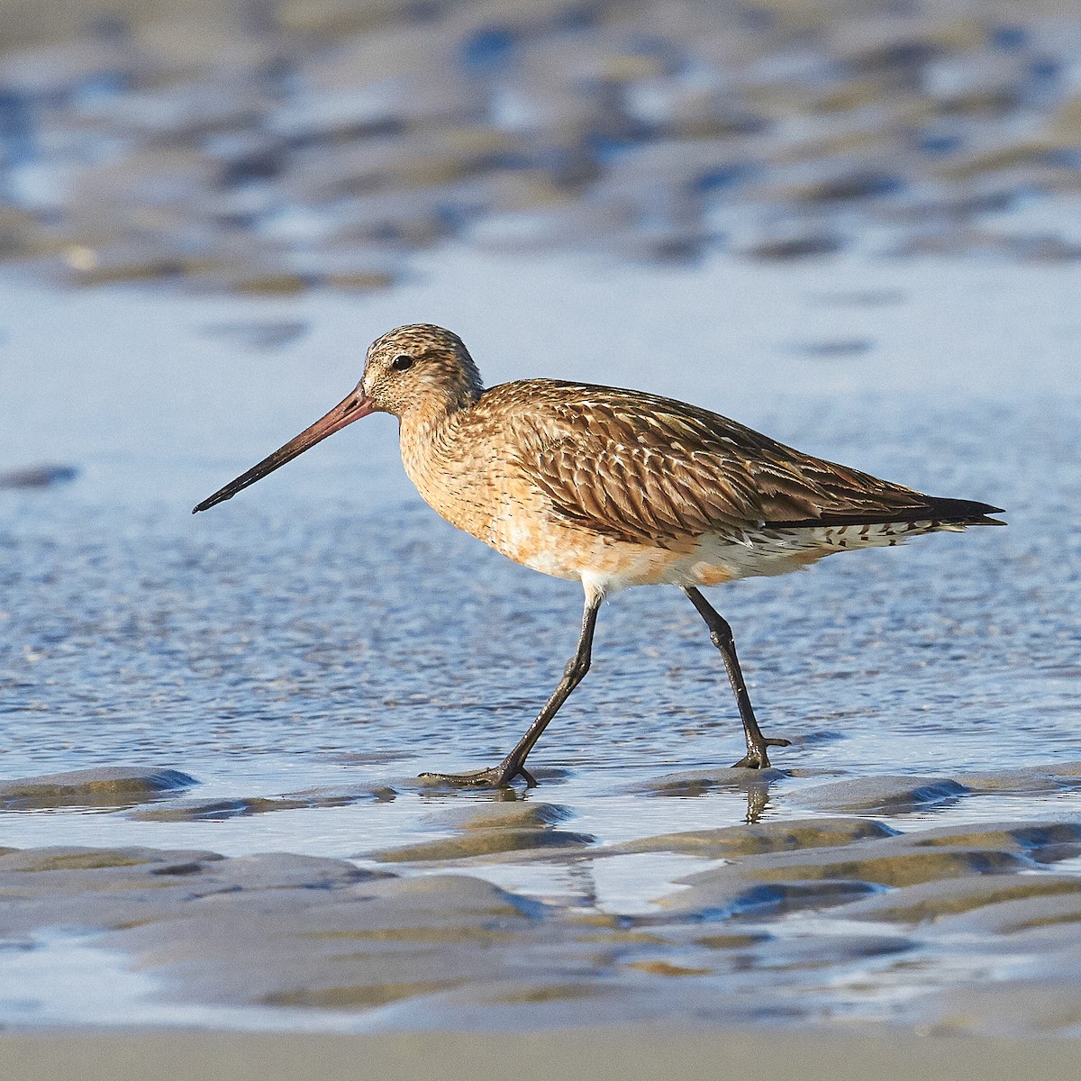 Bar-tailed Godwit - ML615860896