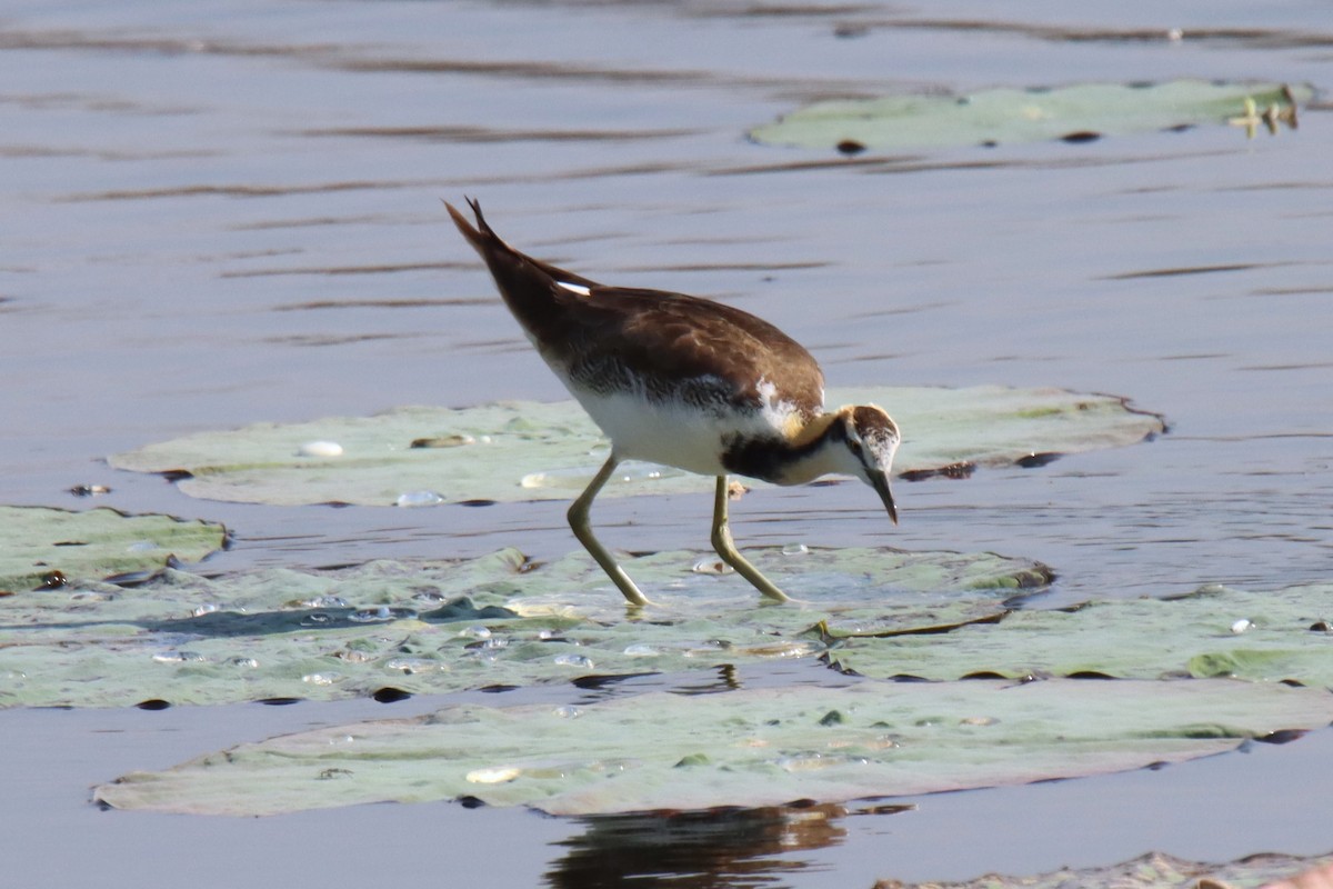 Pheasant-tailed Jacana - Ajay Sarvagnam