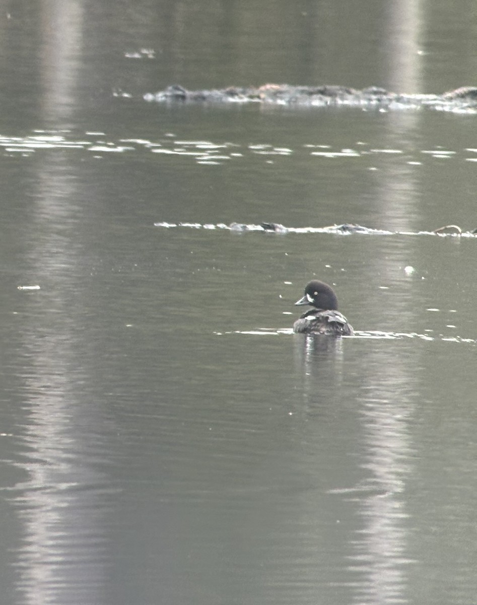 Barrow's Goldeneye - ML615860925