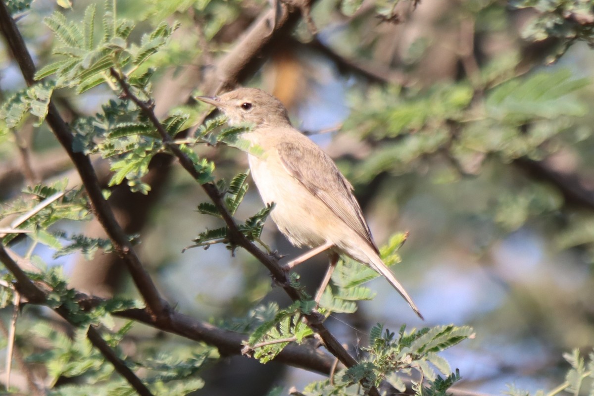 Sykes's Warbler - Ajay Sarvagnam