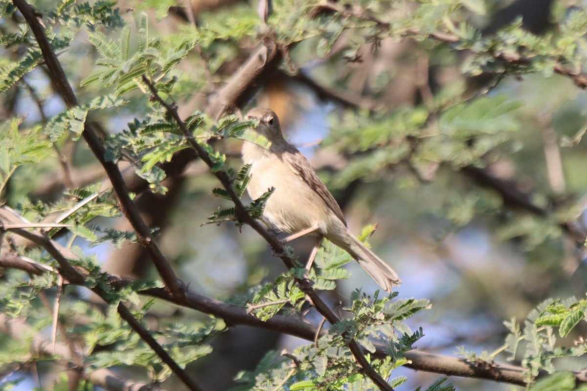 Sykes's Warbler - Ajay Sarvagnam