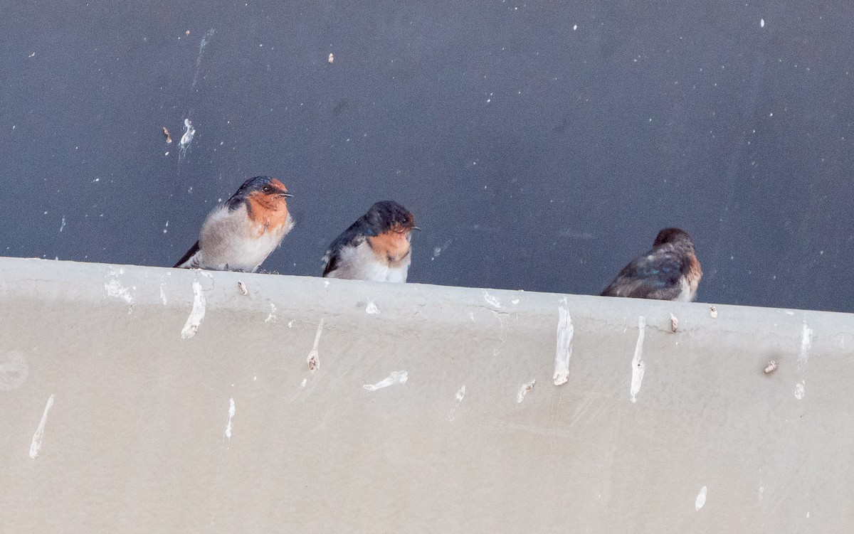 Welcome Swallow - ML615860962