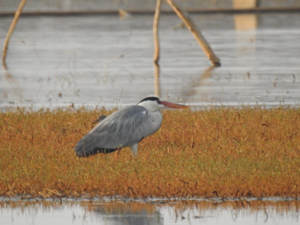 Gray Heron - ML615861051