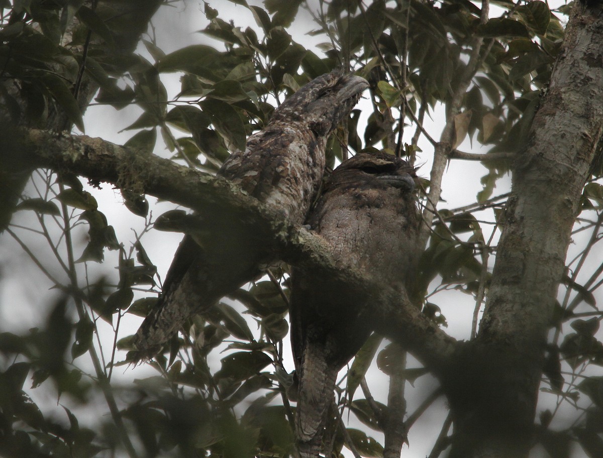 Marbled Frogmouth (Marbled) - ML615861055