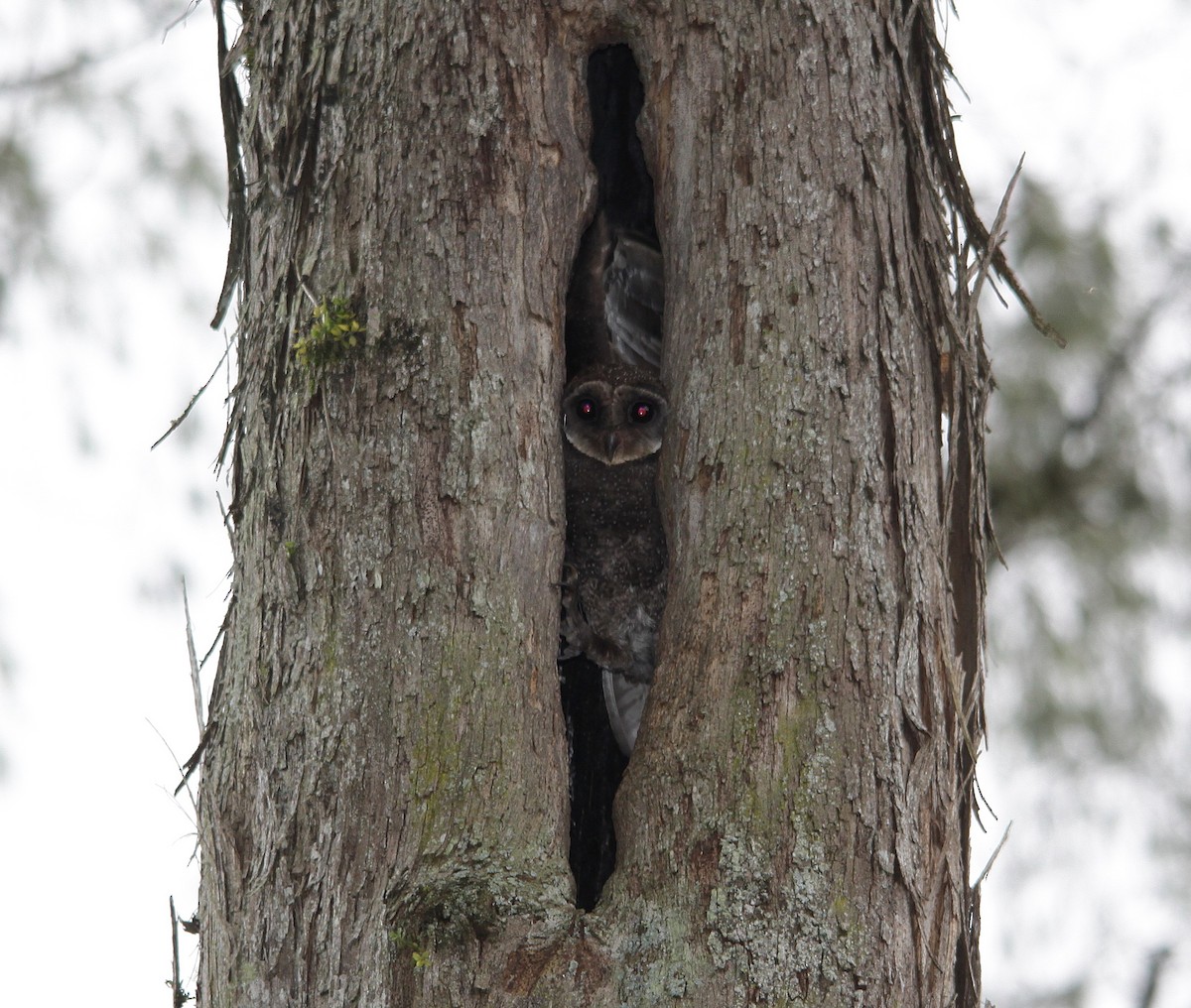 Sooty Owl (Greater) - ML615861070