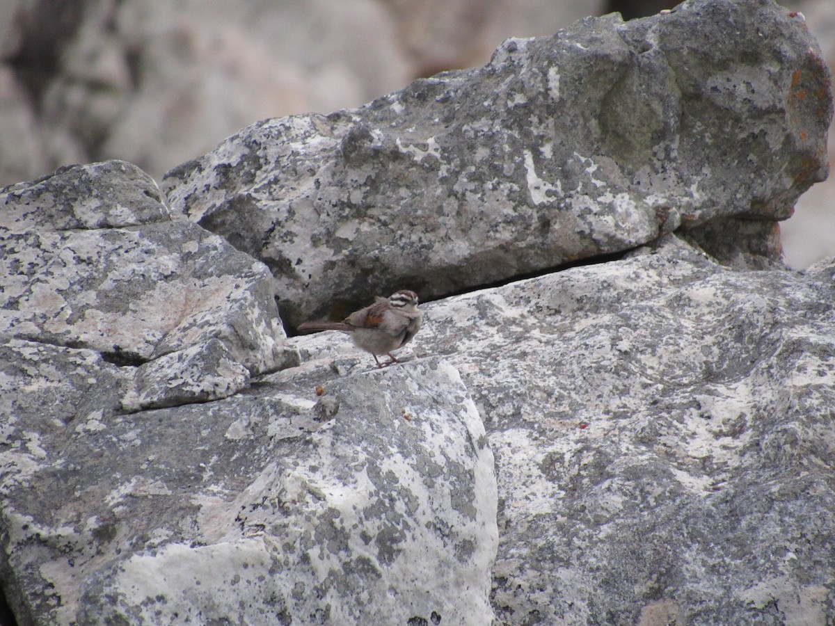 Cape Bunting - Ángel Dolón