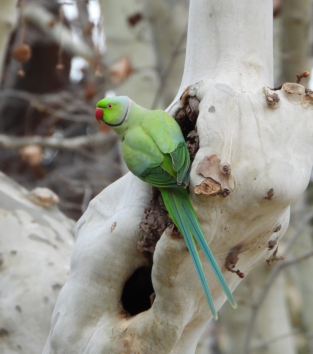 Rose-ringed Parakeet - ML615861080