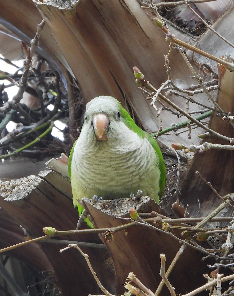 Monk Parakeet - ML615861092