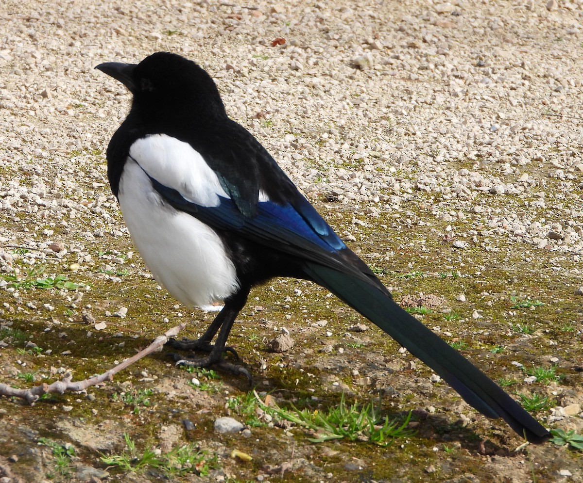 Eurasian Magpie - ML615861097