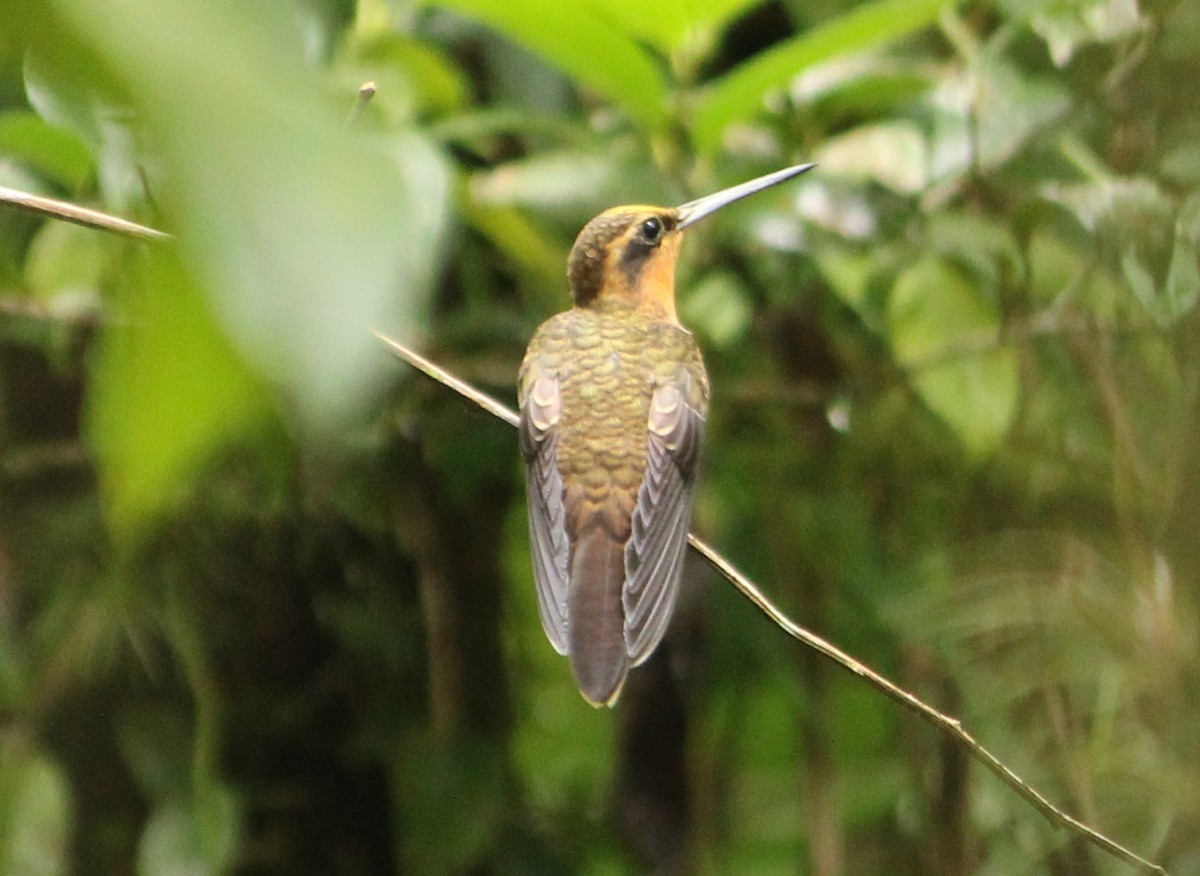 kolibřík pilozobý - ML615861118
