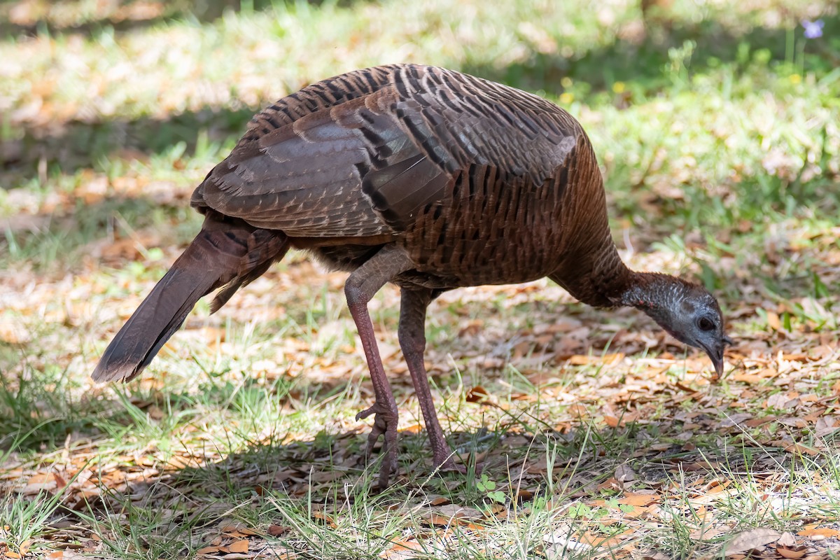 Wild Turkey - ML615861119