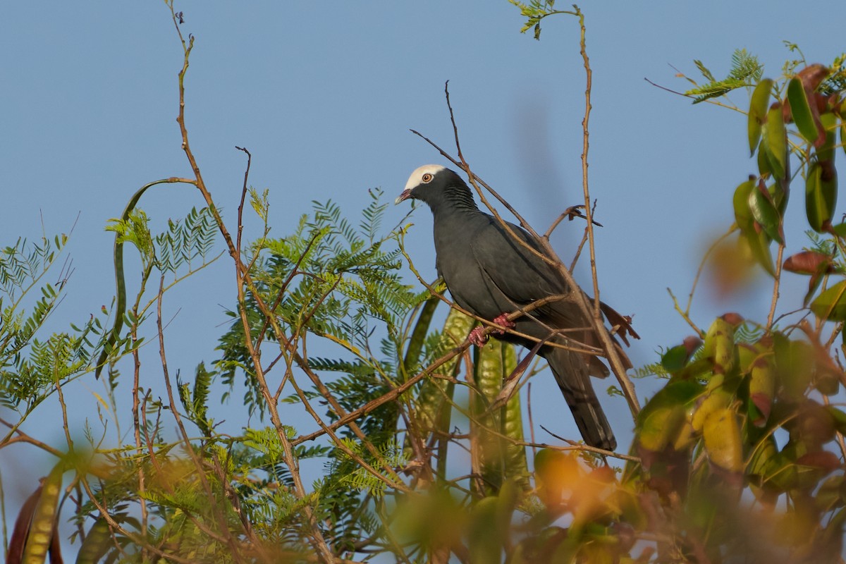 White-crowned Pigeon - ML615861124