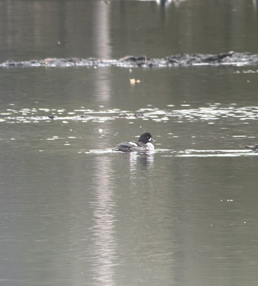 Barrow's Goldeneye - ML615861148