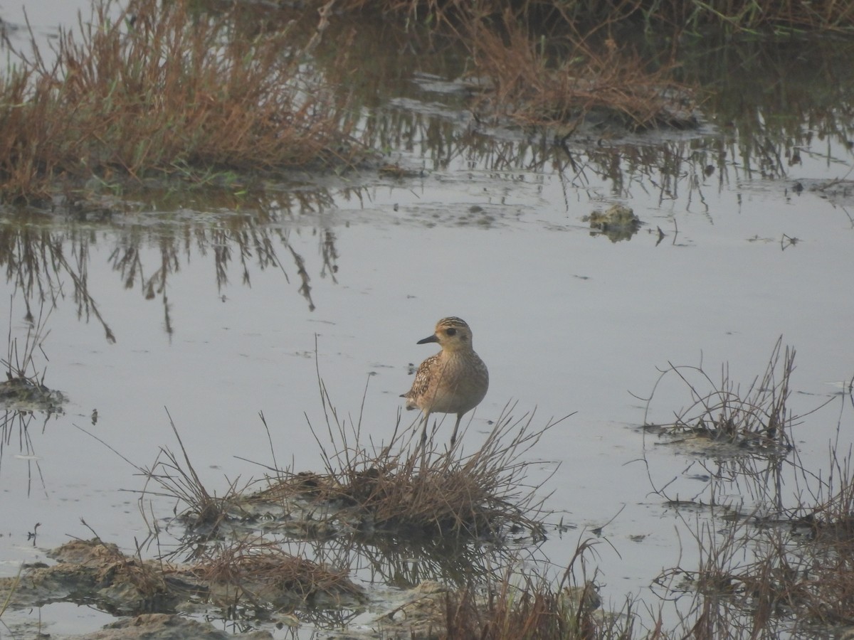 Pacific Golden-Plover - ML615861200