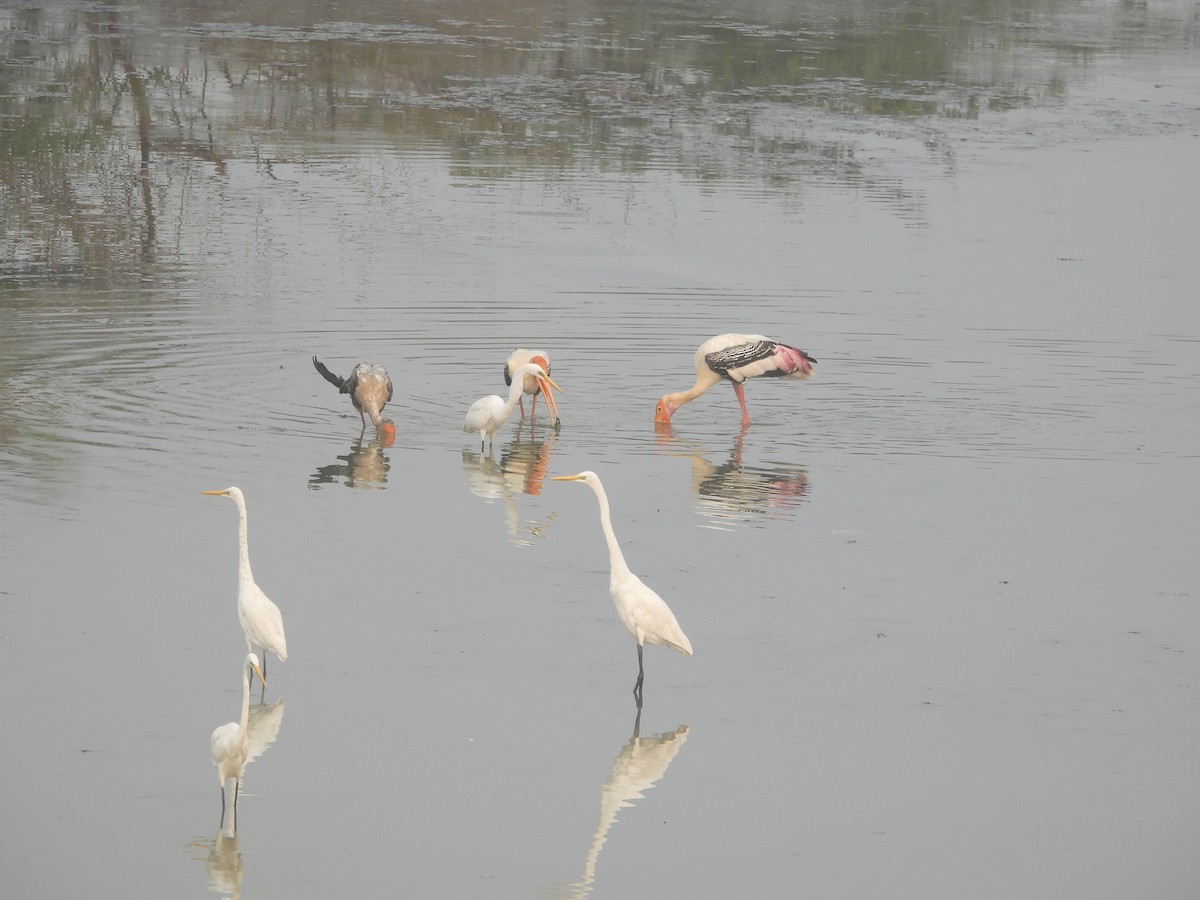 Painted Stork - ML615861220