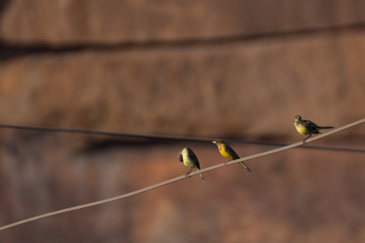 Red-headed Bunting - Tarun Menon