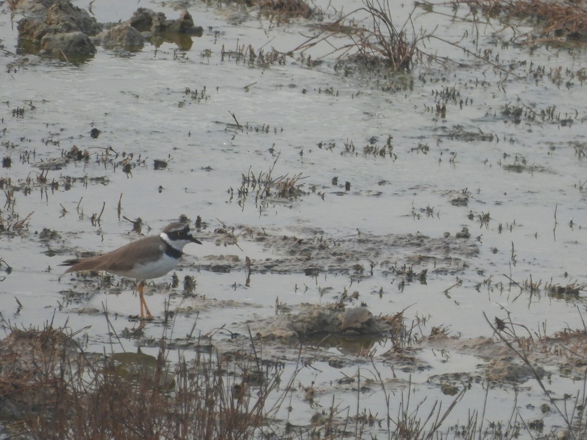 Little Ringed Plover - ML615861248