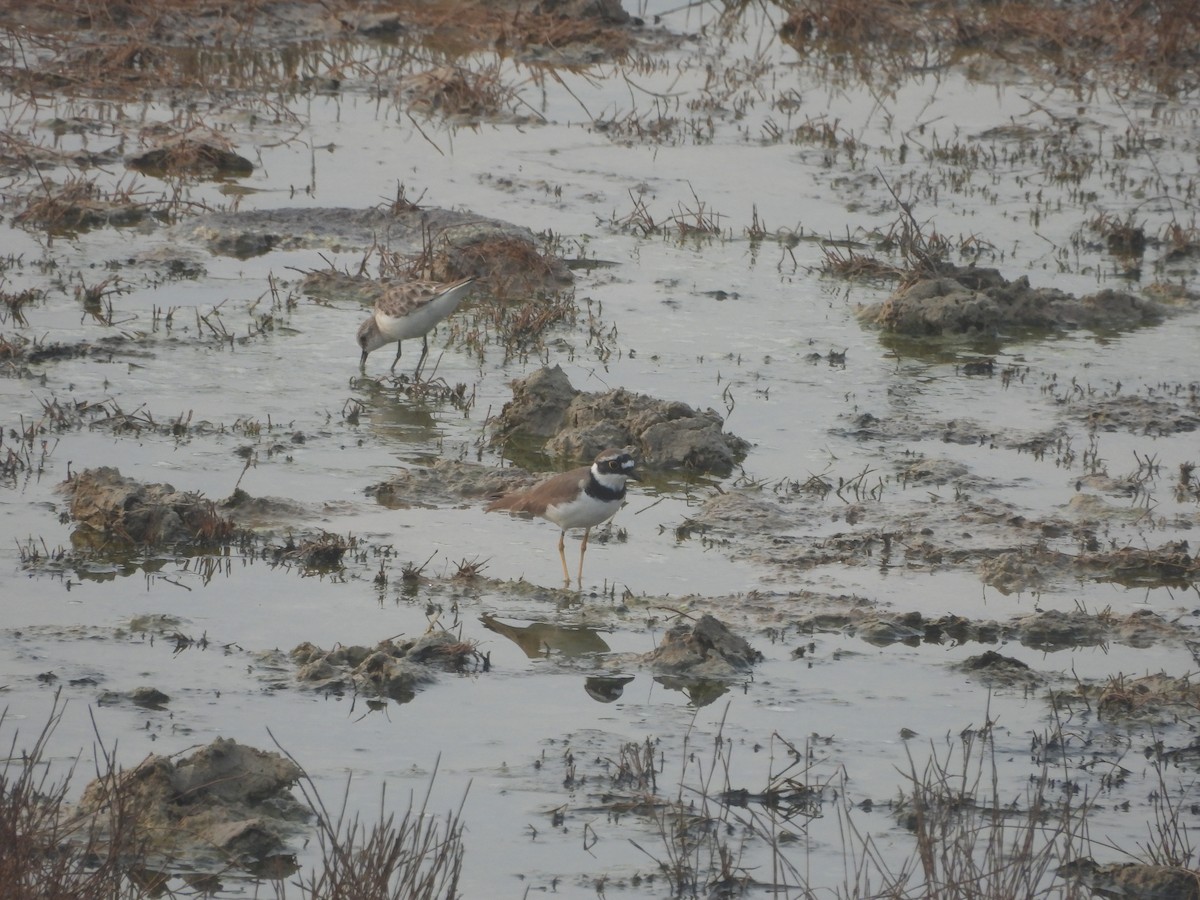 Little Ringed Plover - ML615861249